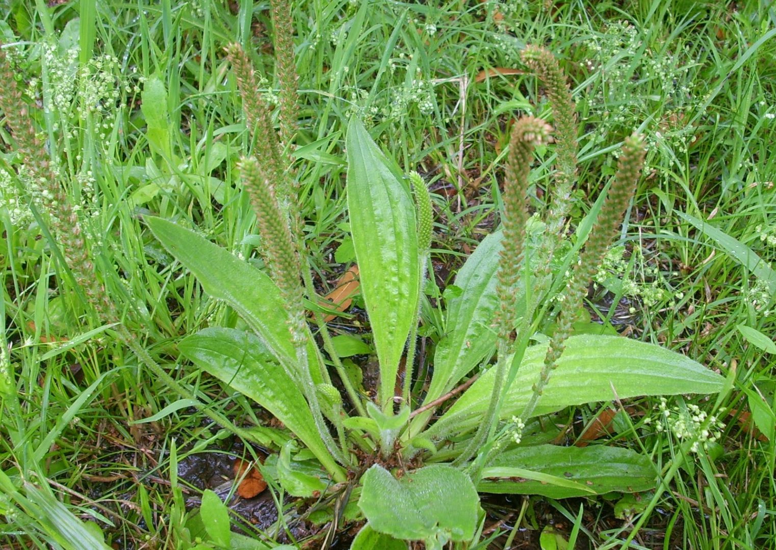 Plantago major